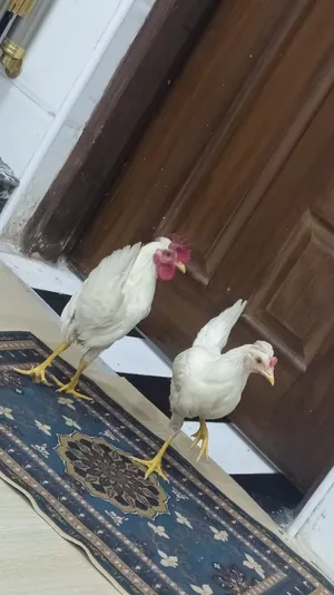 ديج ودجاجة فروج كويتي