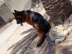 دكر كستم تبارك الله فحل