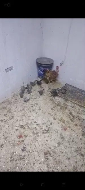 سلام دجاجه ام ركيبه ورها برانكز 14 وبو ركيبه الفيومي الفضي المصري خط اول