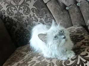 انثى هملايا شو كليت لطيفه و بتحب العائله و لأطفال