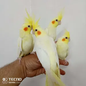 كنار كوكتيل جواز فراخ كنار مخليف جواز حب بلدي جواز حب لاتينو جواز حب انجليزي أسعار مناسبه