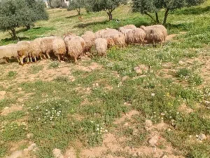 عروض حلال للبيع