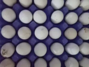 بيض بلدي مخصب مكفول