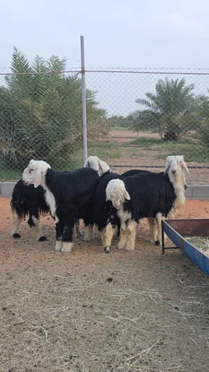 ضحايا نجد فاخرة
