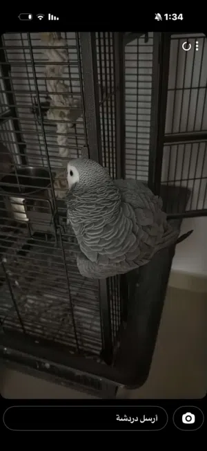 كاسكو سوبر جامبو