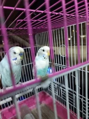 للبيع جوز بادجي استرالي على السوم