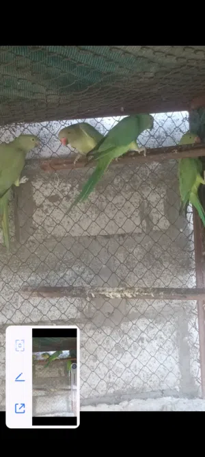 ميتوه للبيع