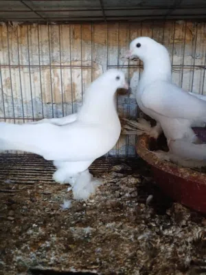 حمام للبيع