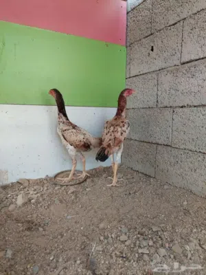 دجاجتين شامو ياباني