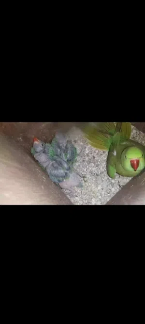 بغبغاء دره أنثى وذكر مع لافراخ ابيعهم او ابدلهم بغير طيور