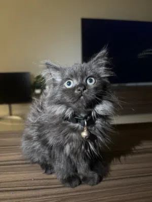 Female Persian Kitten