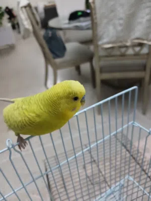 طير الباجي