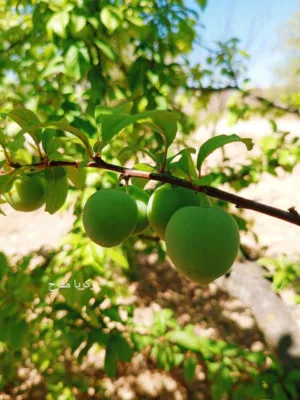 اياد علي ناجي غانم 