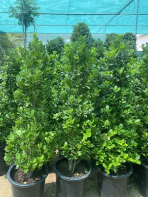 Potted Green Hedge Plants