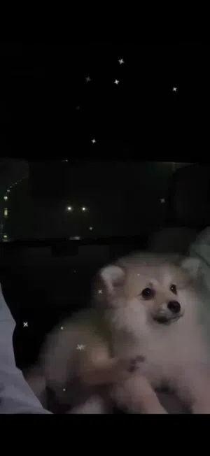 كلب بومرينيان