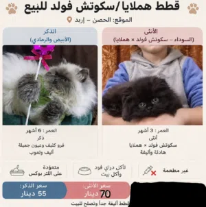 قطط للبيع النوع سكوتش فولد هيمالايا الموقع اربد.الحصن ذكر و انثى العمر الذكر 6اشهر الانثى 3اشهر