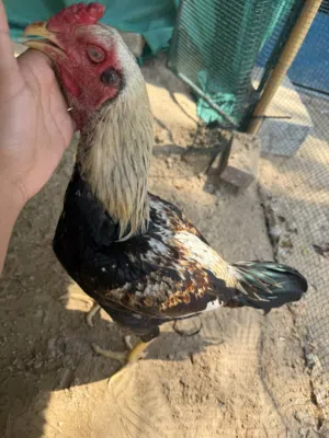 البيع ديك بكستاني في نسل و الديج حارو ما يخاف من أي شي الديج وأيد حار و اموره طيبه العمر11شهر