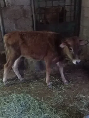 للبيع عجل عماني تابع الوصف