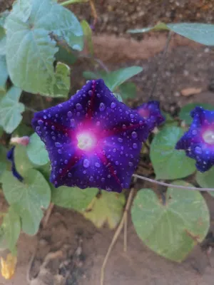 بذور مجد الصباح البنفسجي... مع التوصيل المنزلي