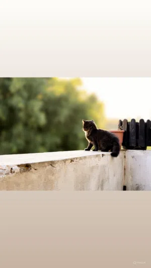قطه شيرازي