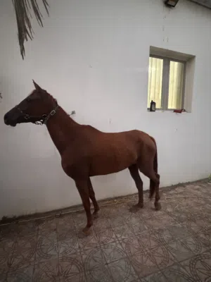 فرس عربي اصيل