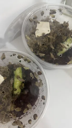 حلزونات افريقية عملاقة للبيع