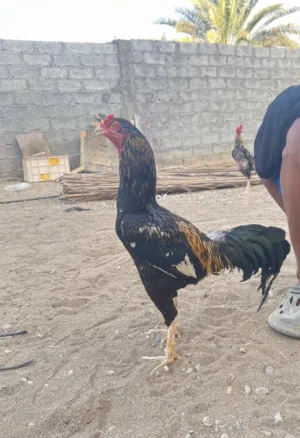 ديك بكستاني للبيع او للبدل. شوف الوصف