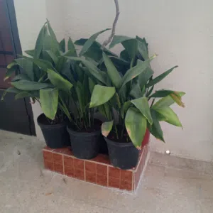 اشجار زينه