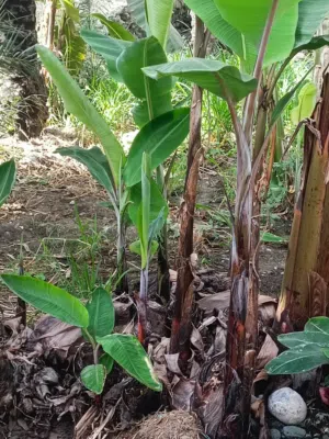 للبيع جروان موز