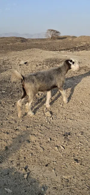 شاه ضخمه عشار من حلال الرحوب