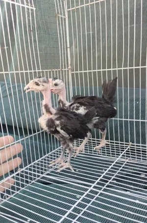 متاح زوج افراخ ابو ركيبه