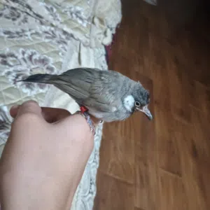 بلبل عمر شهرين محجله والله كلش حلو طك جناح وتغريد