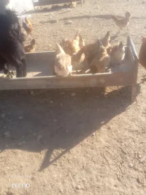 دجاج بلدي بياض.    بيض بلدي مخصب      ديك حبش للبيع