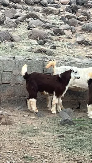 تيس مشروع فحل