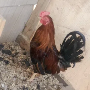 داجاج ابو ركيبه ودجاج عرب