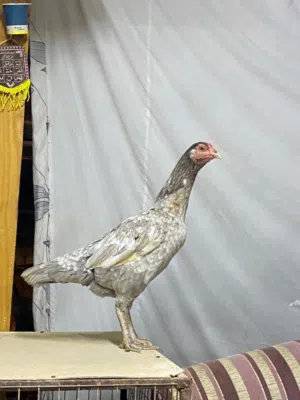 دجاج لون سليتا نسل ميوالي على بنجابي دجاجه نسل طيب وجاهزه