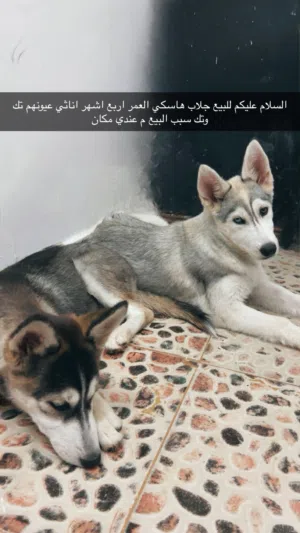 للبيع جراوة هاسكي