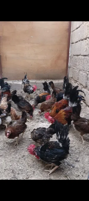 دجاج عرب كويتي اخط الول السعره الطباق 10