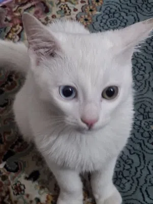 قط انغوري العمر 5 اشهر للبيع