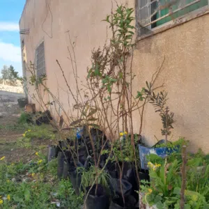 اشتال تفاح سكري لوز  زعتر اكليل الجبل
