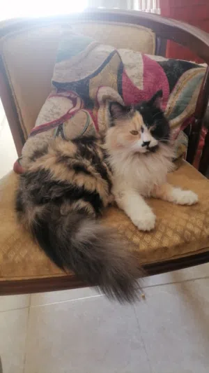 قطه شيرازيه