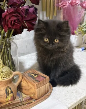 قطه للبيع عمر شعرين
