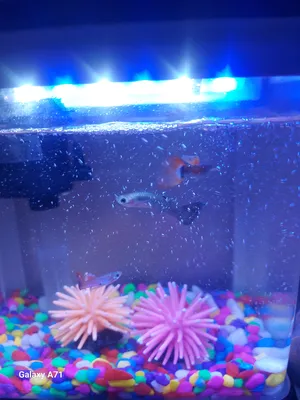 Accessories . Fish1