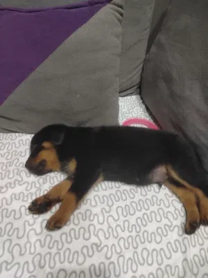 روت ويلر للبيع rottweiler