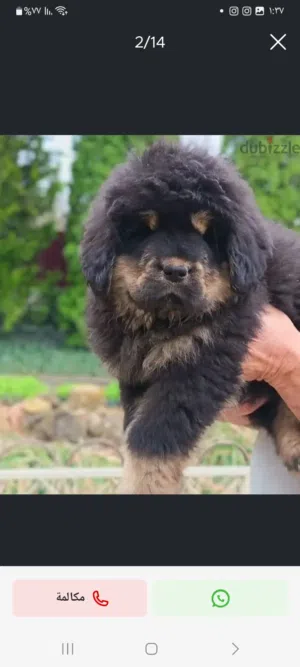 للبيع تيبتيان ماستف