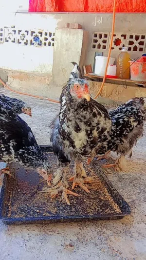 دجاج ريشة ب ريشة