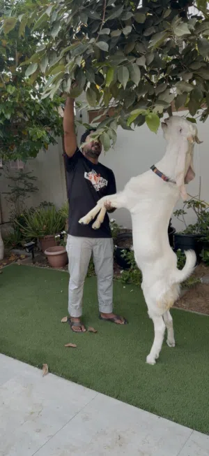 Gulabi male goat/ home grown