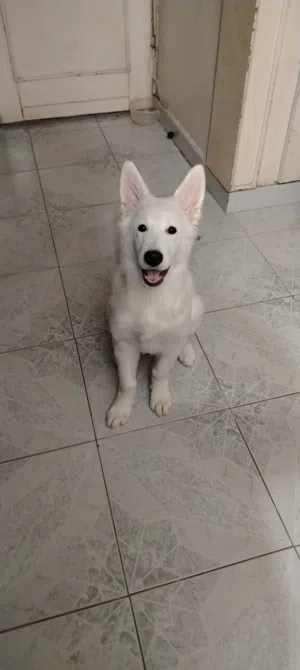 وايت جيرمن Swiss Shepherd