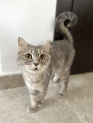 Sweet Female Rescue Cat Looking for a Loving Home