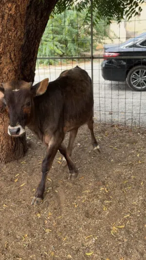 للبيع عجل نمساوي ع جيرسي وسمين